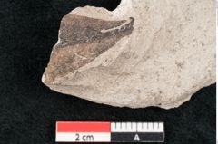 Foto (Detailansicht) von Daphne palaeolaureola Ettingshausen (NHMW-GEO-2024-0188-7931)